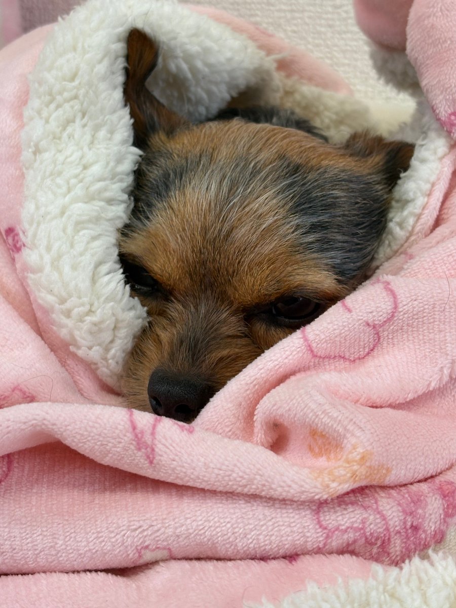 合同会社エースプランニング tweet media