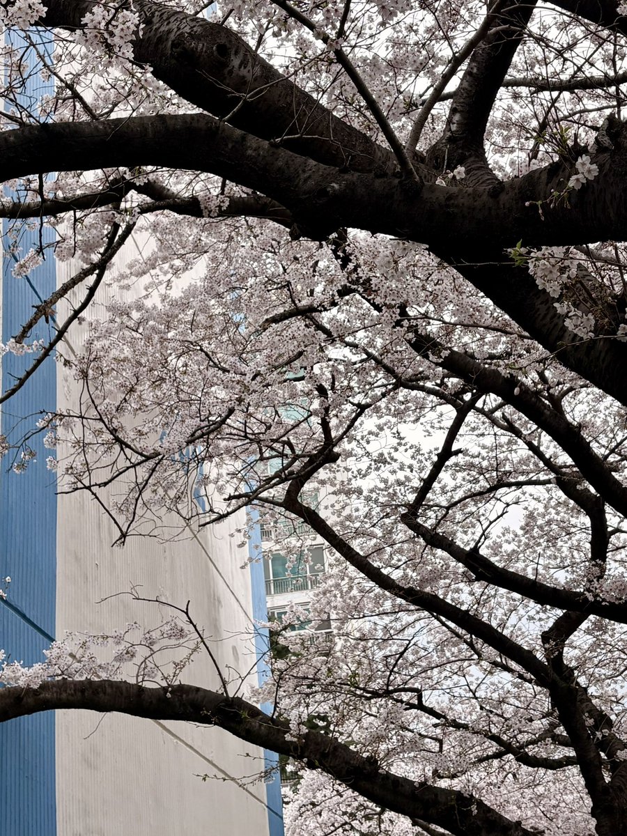 오래된 부산 광안리 삼익 비치 아파트에는 40~50년생쯤 보이는 벚나무도 가득하지만 
비현실적으로 보이는 5층 높이 동백들과 
10층 가까이 닿는 나무 들도 가득하다.  

‘ 이 나무들 없어지면 너무 아깝다…’ 는 동네 사람들의 대화를 엿들으며  아파트 단지를 오래 걸었다.