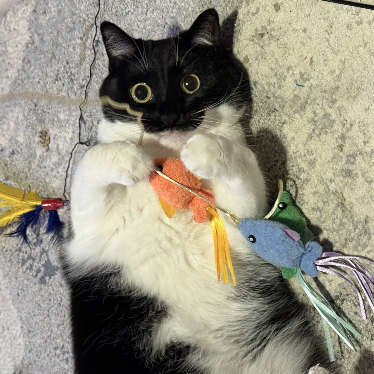 𝗞𝗲𝘆𝗱𝗴𝗲𝘁 ✨⌨️🐱 tweet media