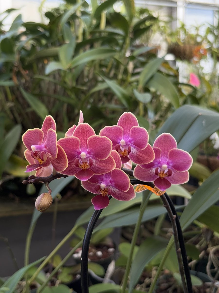 sarahhh ✧˖*°࿐₊˚⊹♡ tweet media