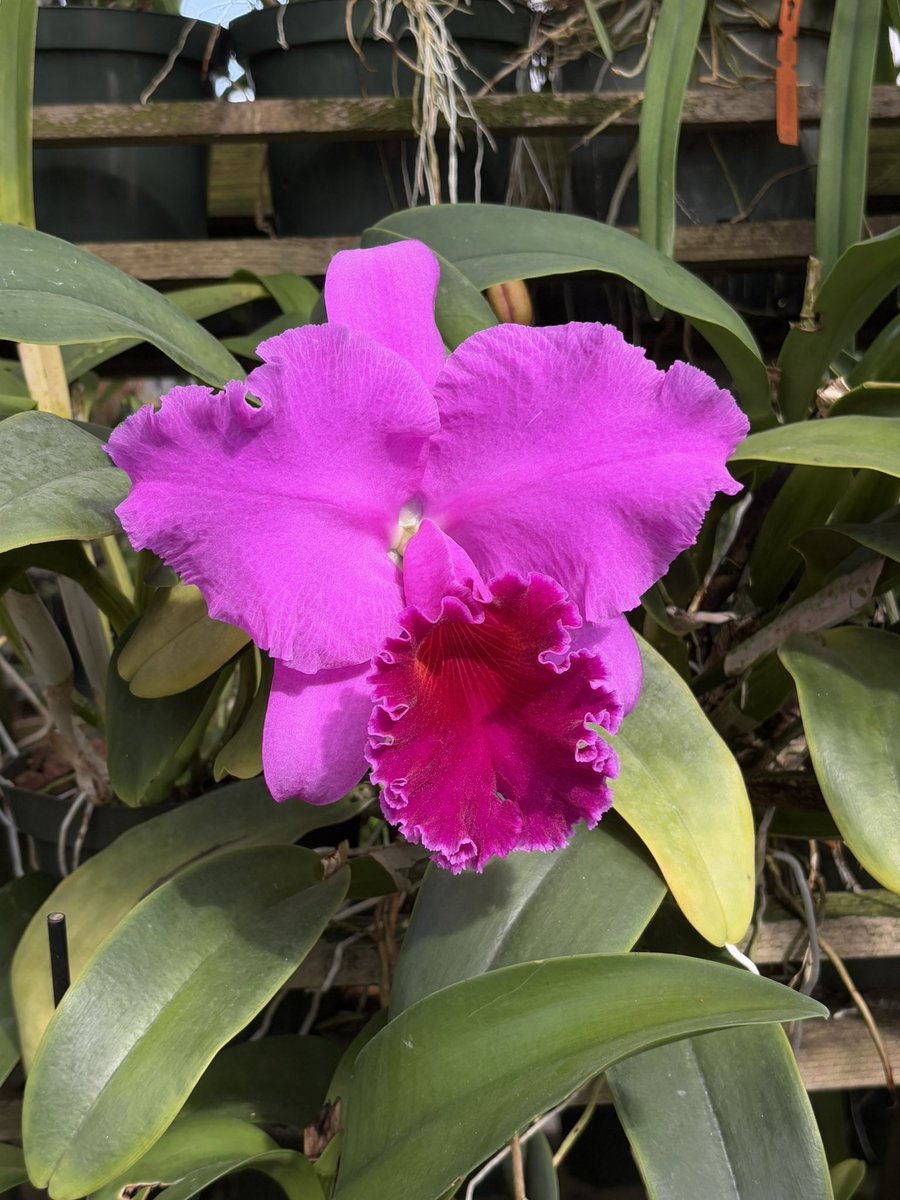 sarahhh ✧˖*°࿐₊˚⊹♡ tweet media