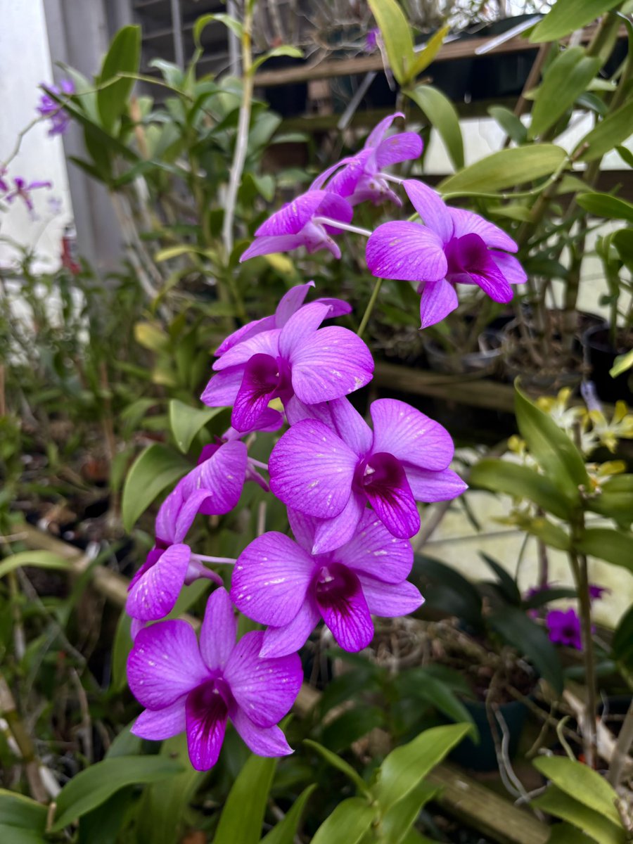 sarahhh ✧˖*°࿐₊˚⊹♡ tweet media