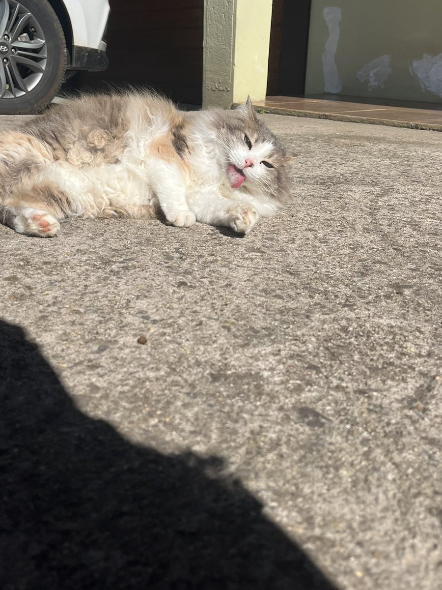 lenalds7t's tweet photo. Dia 30 de Março 2026 uma parte minha morreu, Mima. Além de ser minha gata foi também a melhor amiga que eu sempre precisei,dói de pensar que você não está mais no mesmo plano astral que eu, é terrível. Sei o quanto você sofreu e não tinha como continuar assim. Te amo para sempre https://t.co/5S1fZ6cFzC