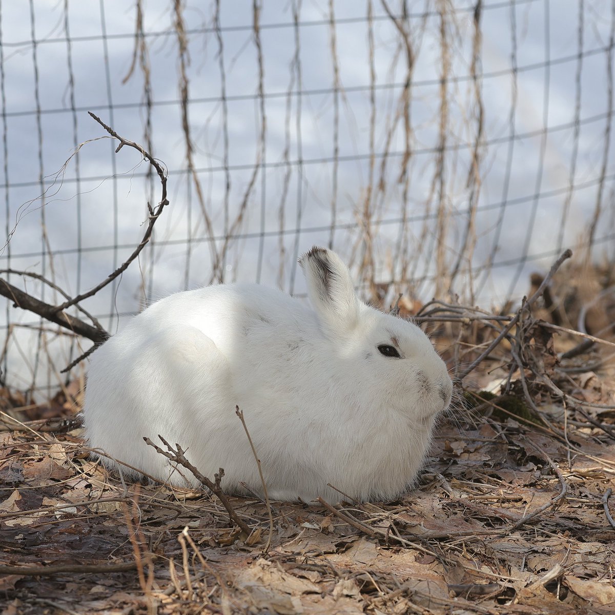 びえいハスカップファーム tweet media