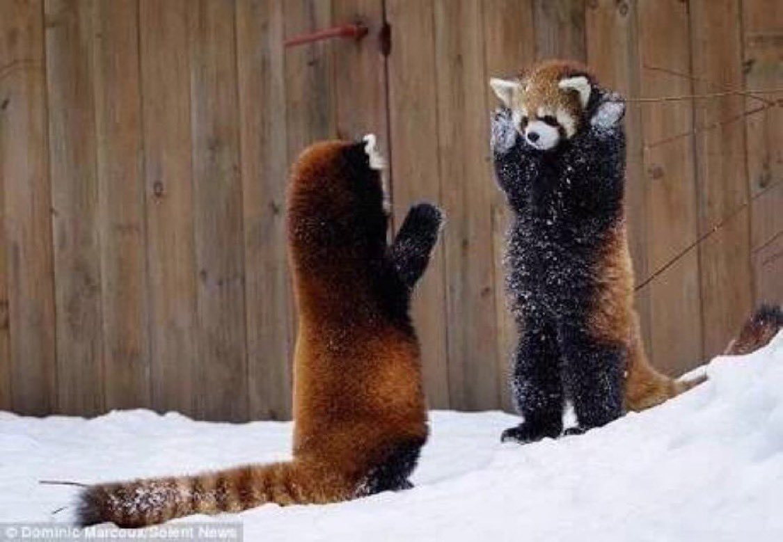 だんかん tweet media