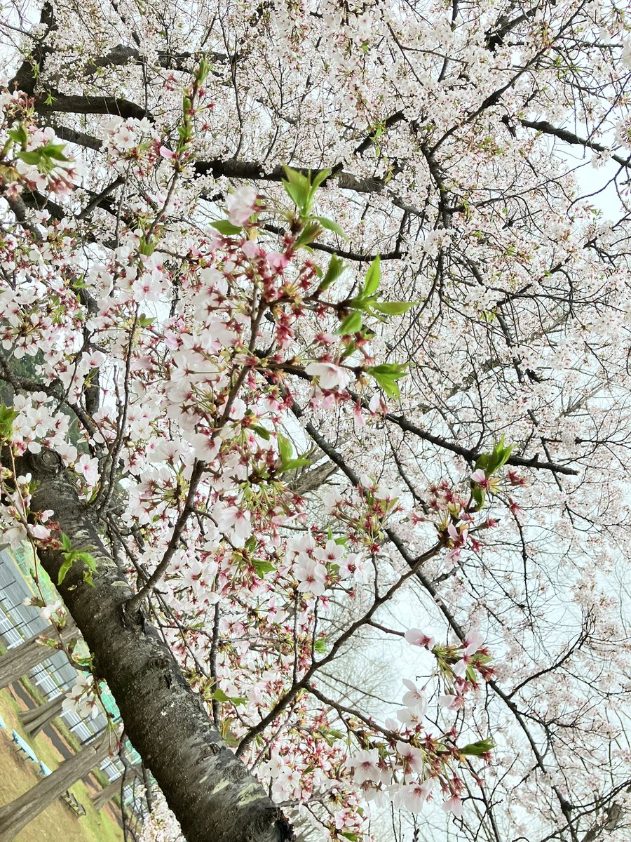 大崎公園【公式】 tweet media