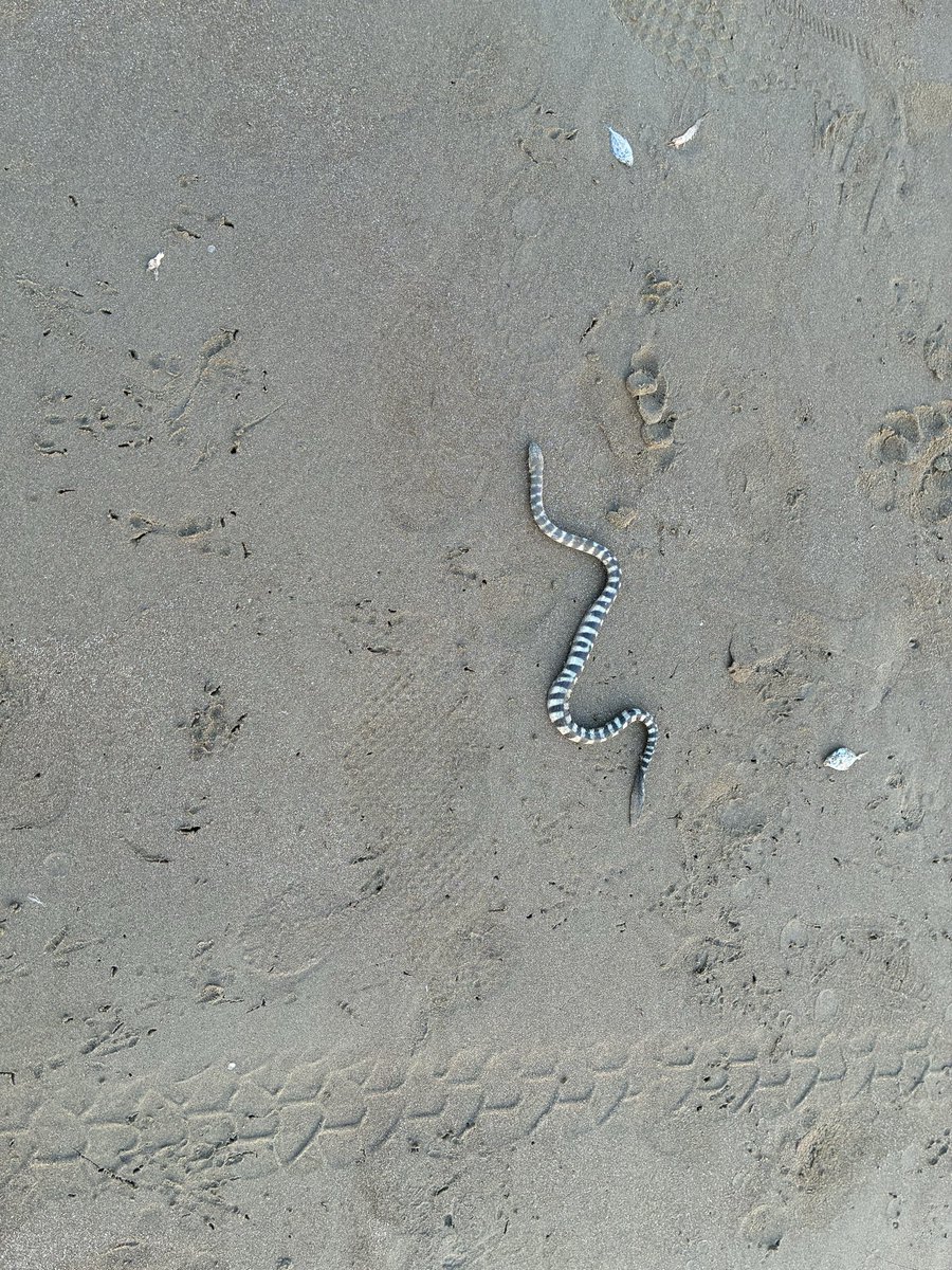 realkaypius's tweet image. Theory &amp;amp; practical — all in one run! #Goa