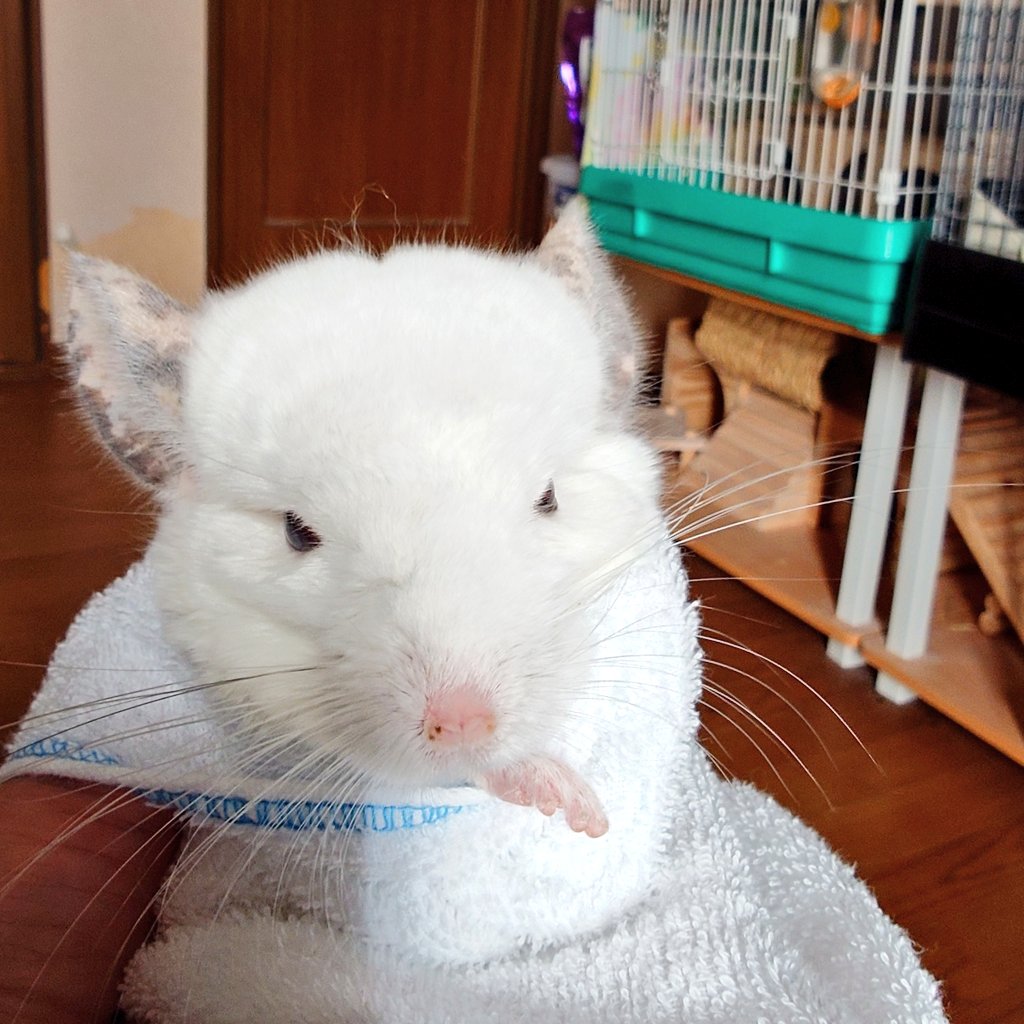 かんな tweet media