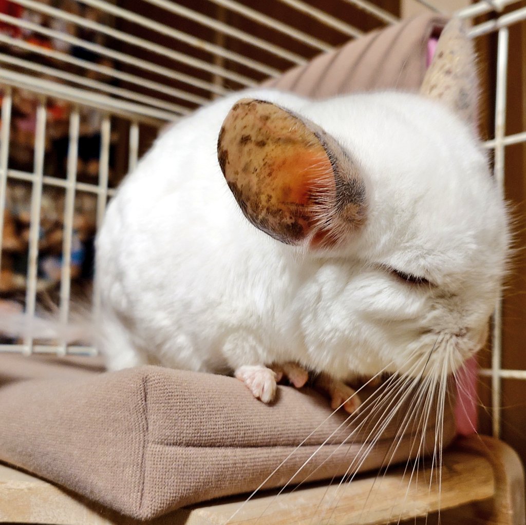 かんな tweet media