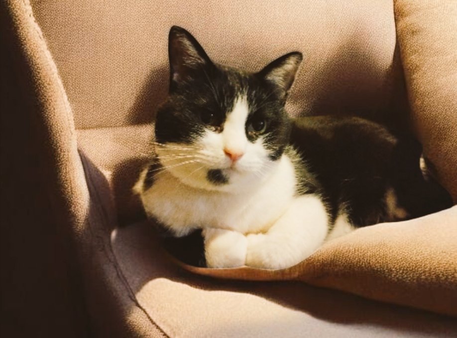 owlandpenguin's tweet photo. 外国の方との交流が増えるかもしれないのでご紹介( ´ ▽ ` )ﾉ
5匹の猫たちと暮らしています🐱
特に私と仲がいいこの子は【ゆず】6歳の男の子です。賢くて甘えん坊なんですよ(*^^*) https://t.co/CVkLYNzlMR
