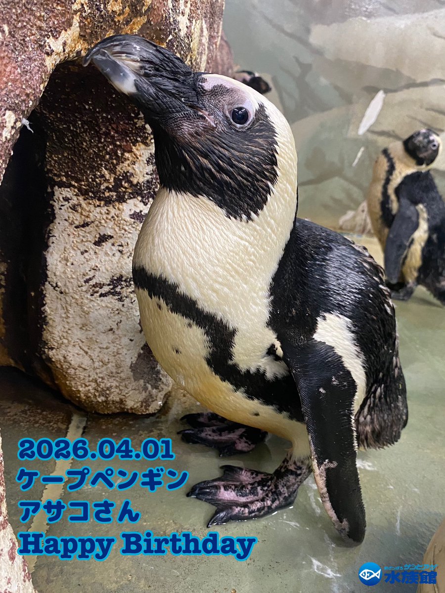新さっぽろサンピアザ水族館【公式】 tweet media