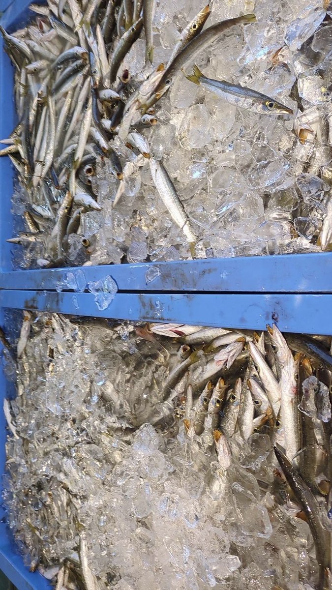 えびよね（蛯米水産加工）塩辛🦑🖤富山 tweet media