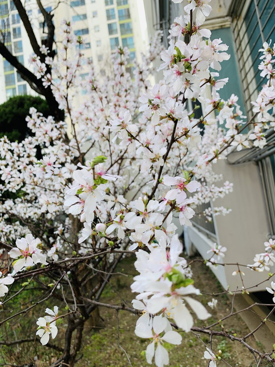 김희숙 tweet media