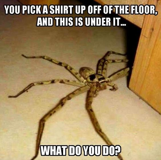 Trumplicans2024.com tweet media