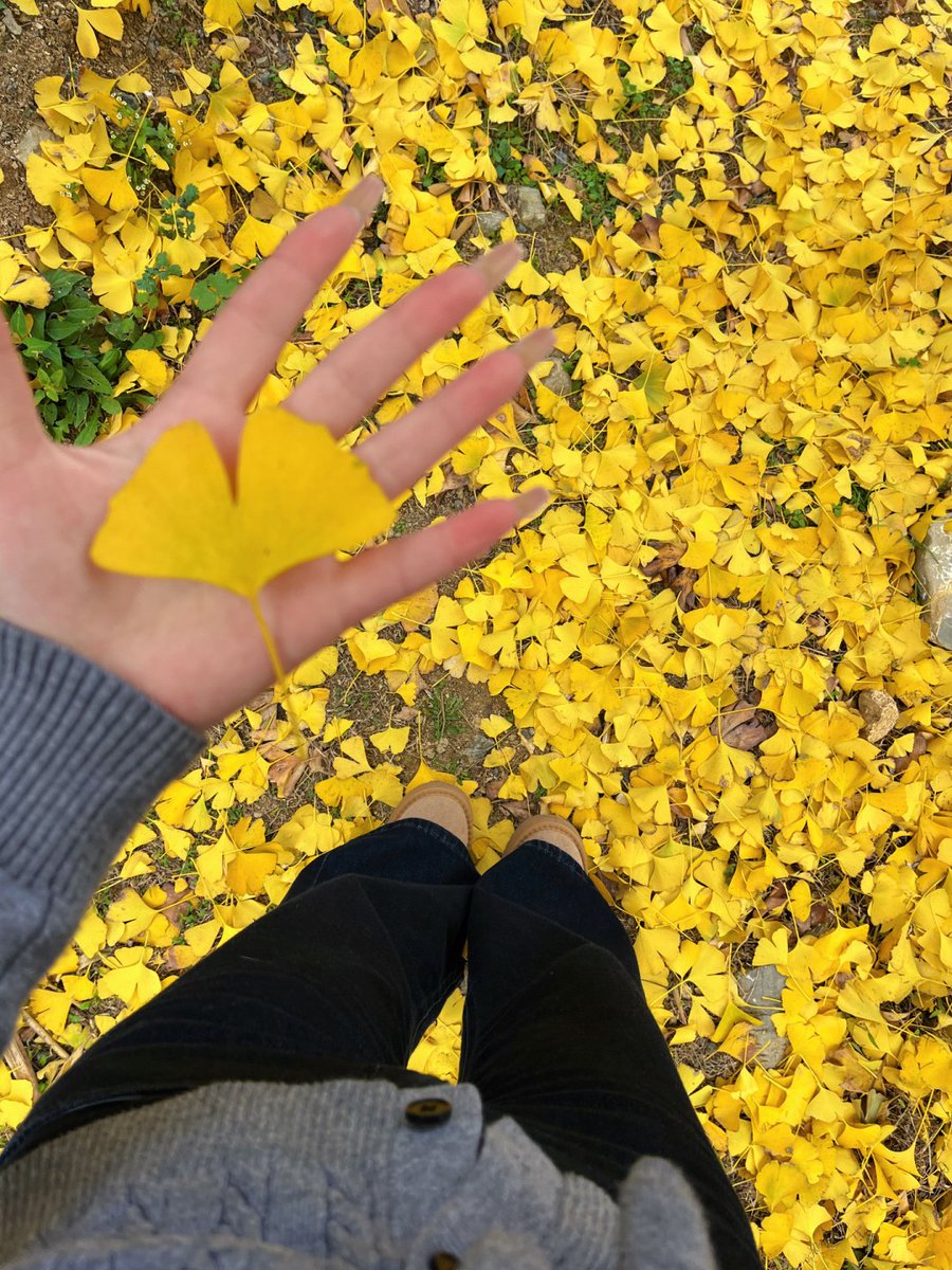 さくら🌸 tweet media