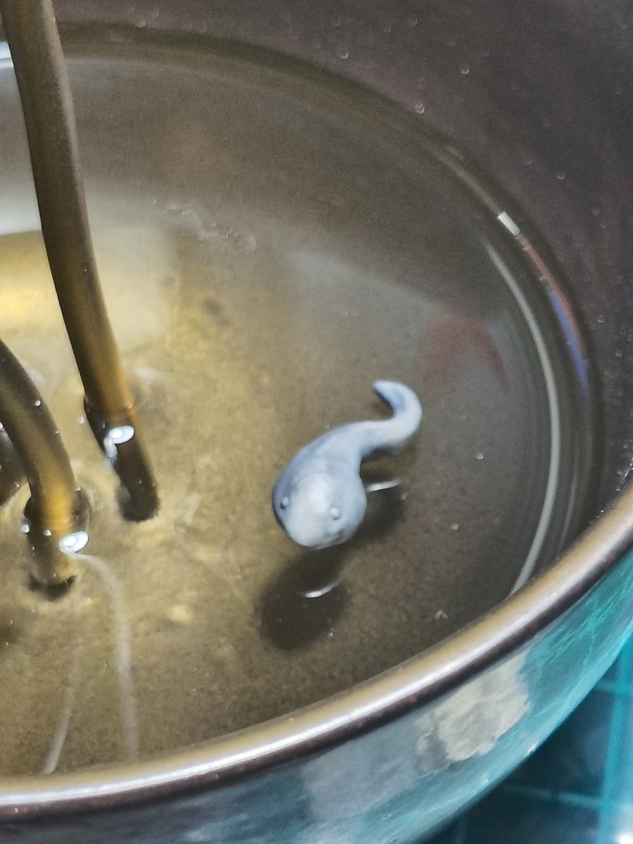 Bakaeru_model:蛙の棚 tweet media