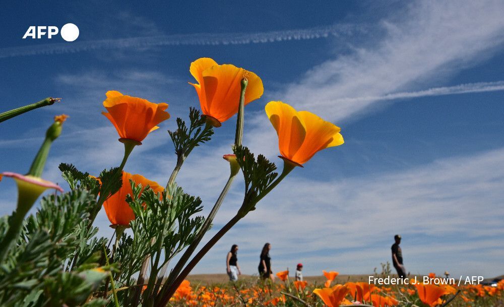 AFP News Agency tweet media