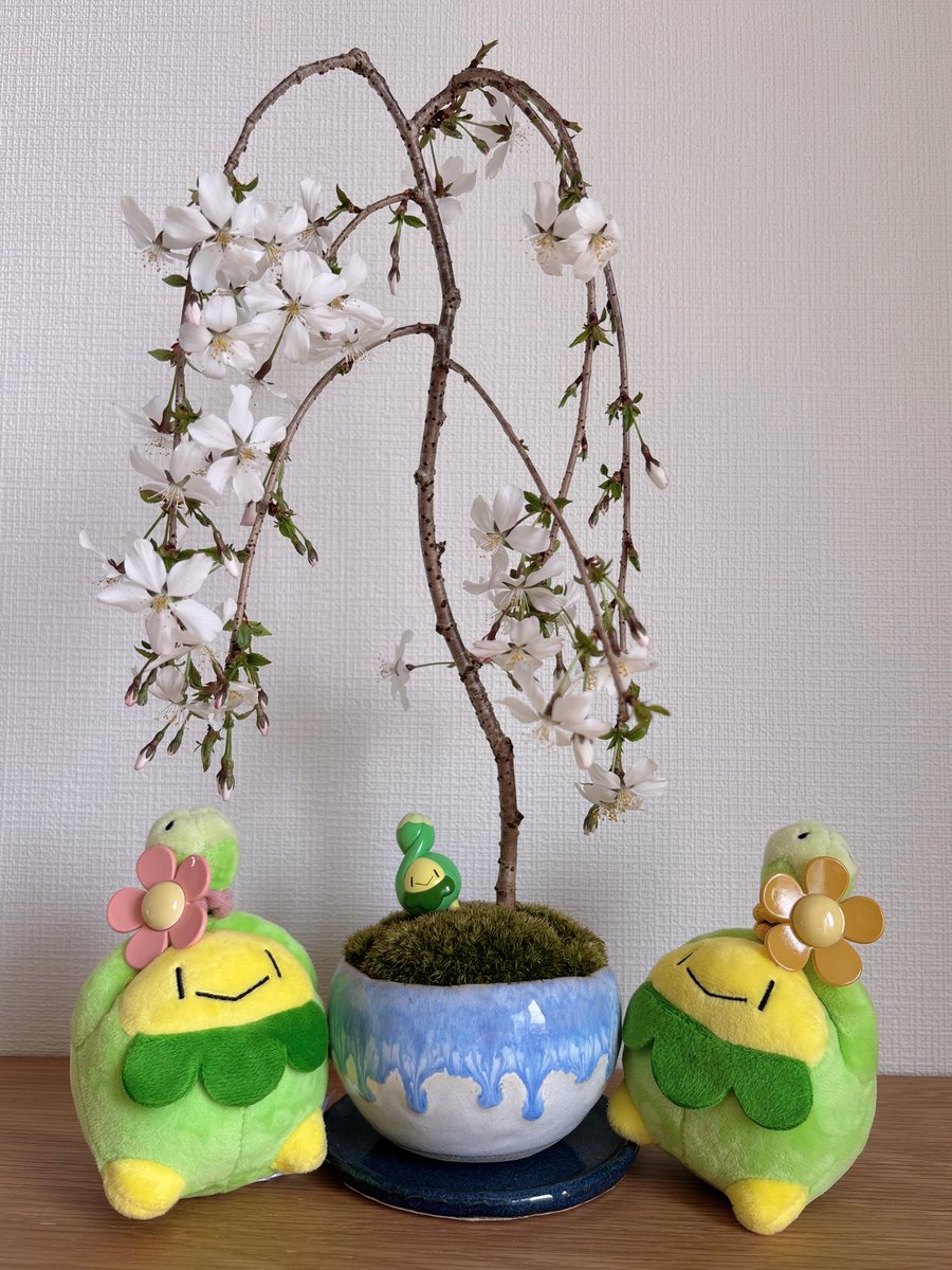 ラピス tweet media