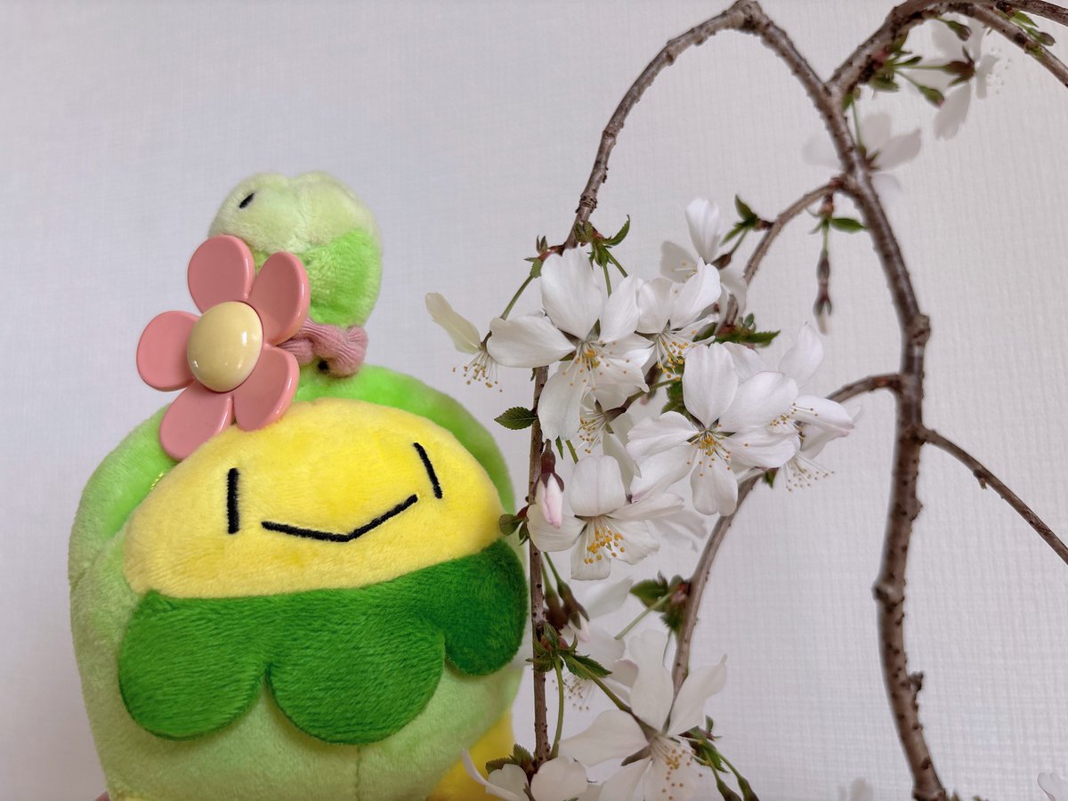 ラピス tweet media