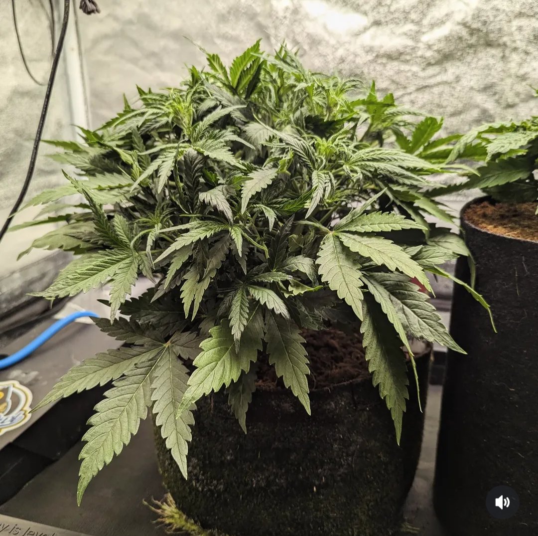 Synaptic Puzzle tweet media