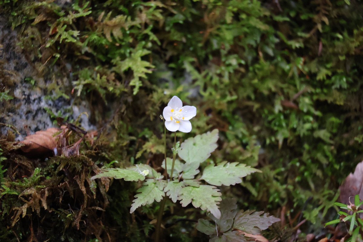 神奈川県立西丹沢ビジターセンター tweet media