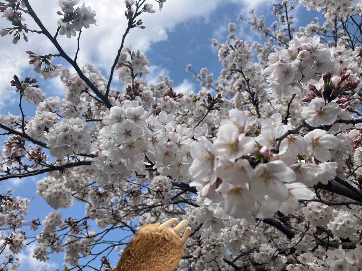 プラスエー｜舞台宣伝隊長あるふぁん tweet media