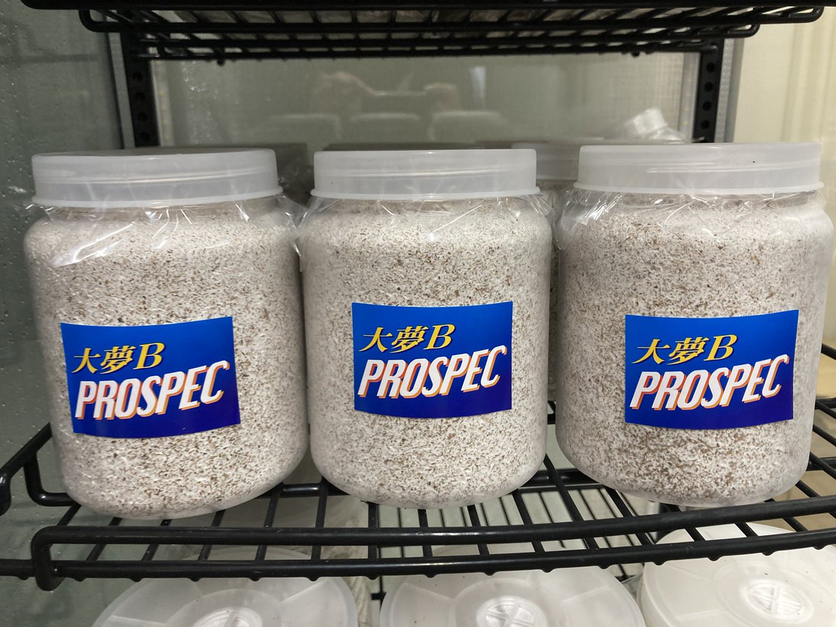 入荷情報@インセクトファミリー tweet media