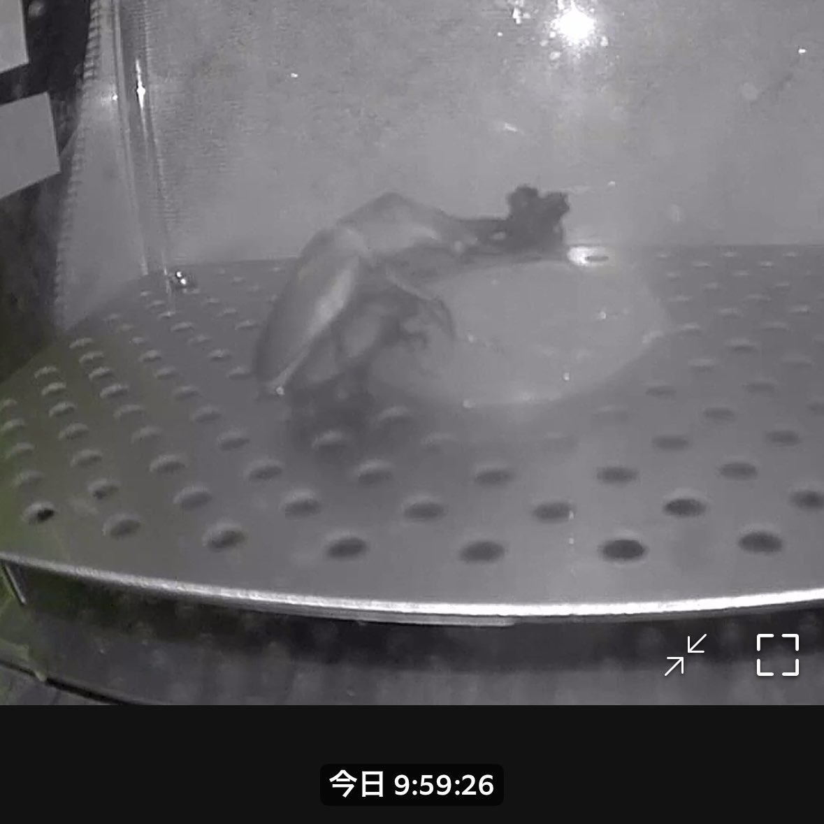 🏴‍☠️89WA【HAKUWA】🏴‍☠️ tweet media