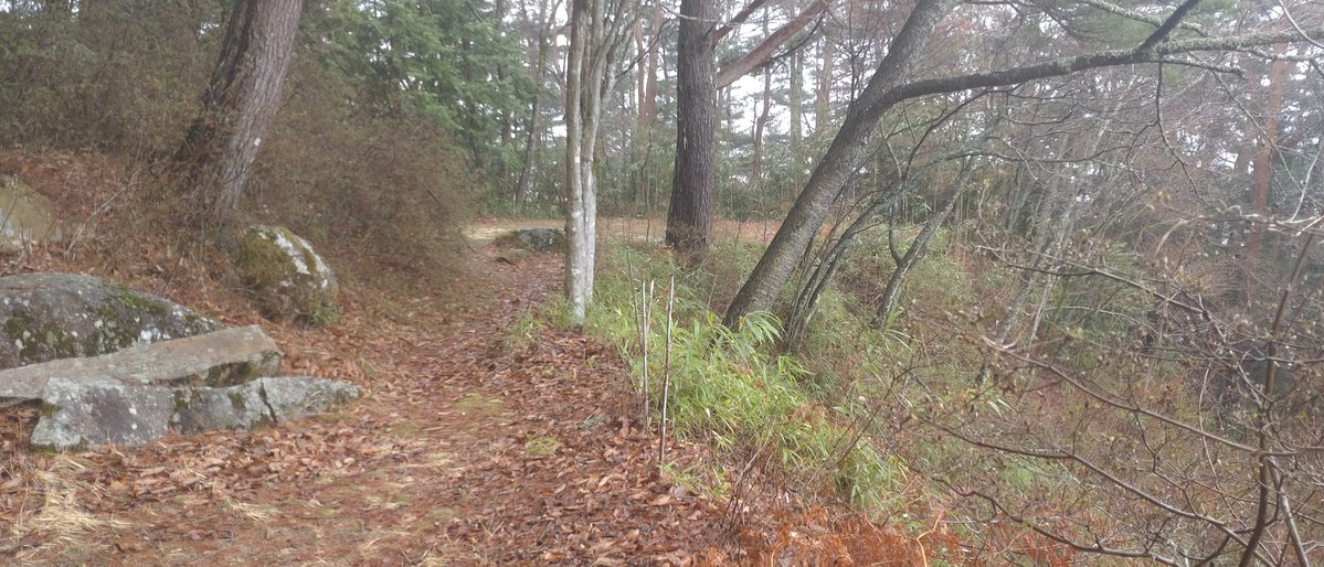 野田露簟 tweet media