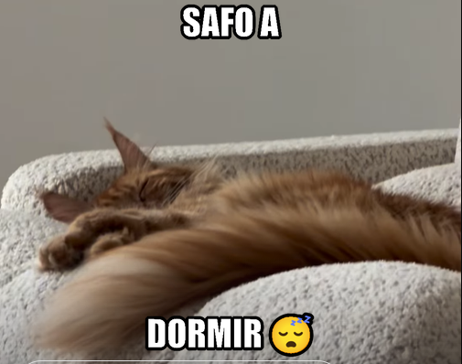 diegodavid19 tweet media