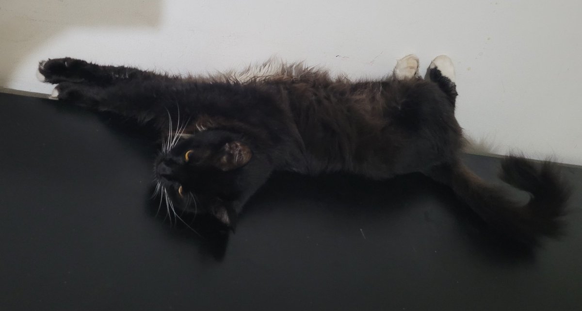 Hago(V)Lettering tweet media