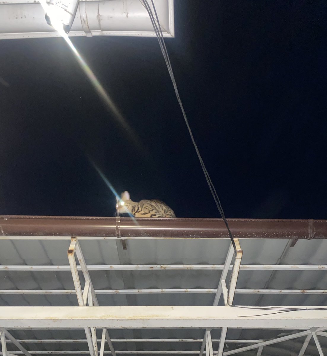 Slothenie tweet media