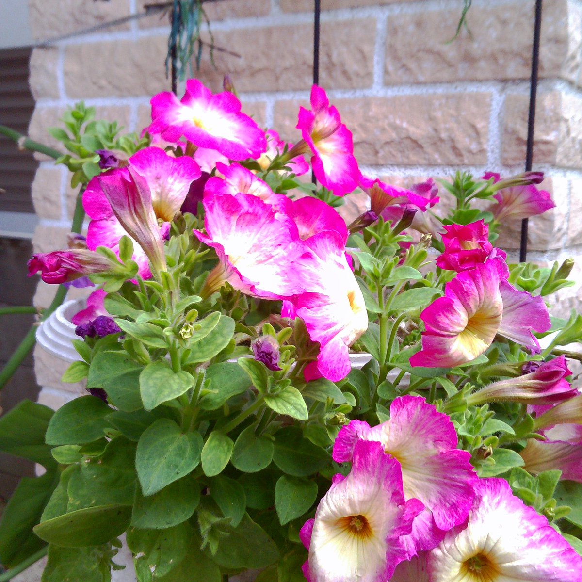 encorewat's tweet image. 元写真部の血が騒ぎ、今ドキの #トイカメラ をゲット❗️メーカー名読めず🤣 試しに玄関をパチリ、これ楽しいかも…なんと5000円❣️😺

I got a #ToyCamera❗️I can't read the brand name though.🤣 I took a test shot of the front door‼️ This might be fun, and it only cost 5000 yen❣️😺

#渡辺邦孝