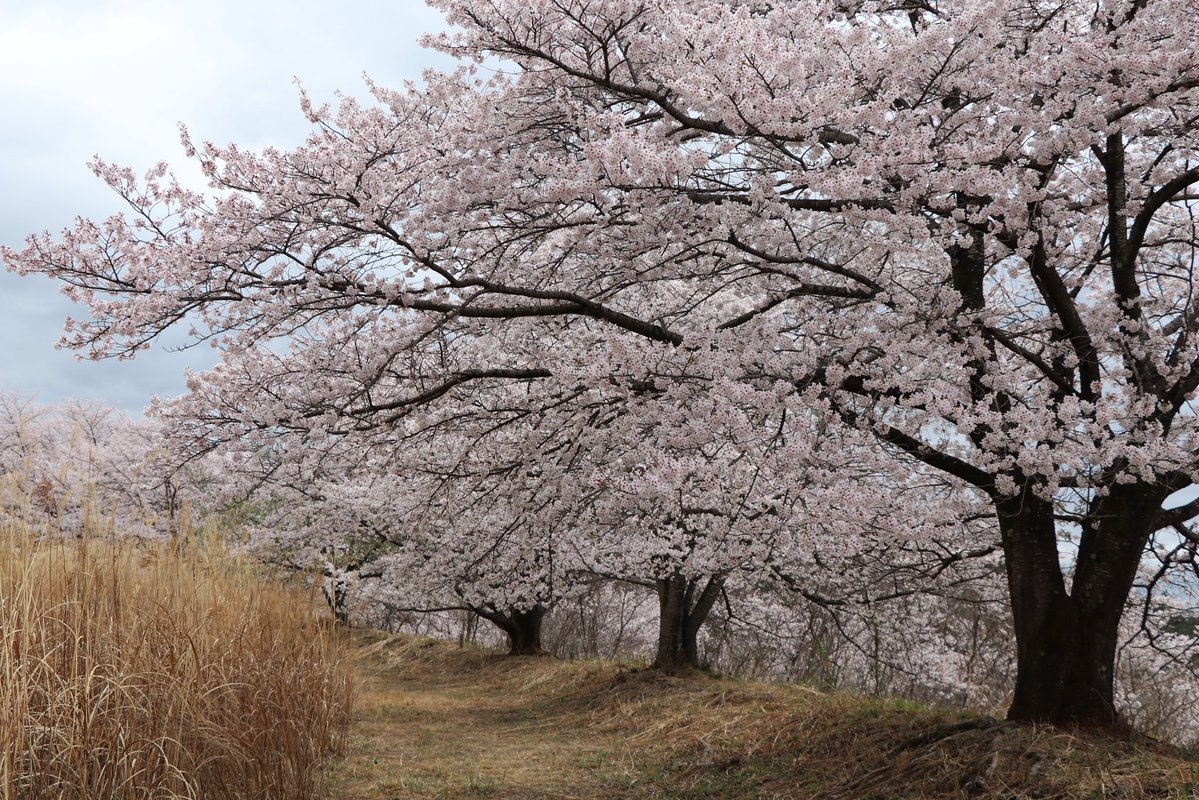 東秩父村【埼玉県唯一の村】公式 tweet media