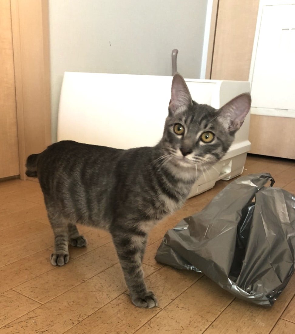 chibimari(ちびまり) tweet media