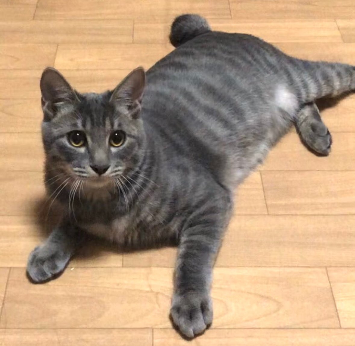 chibimari(ちびまり) tweet media