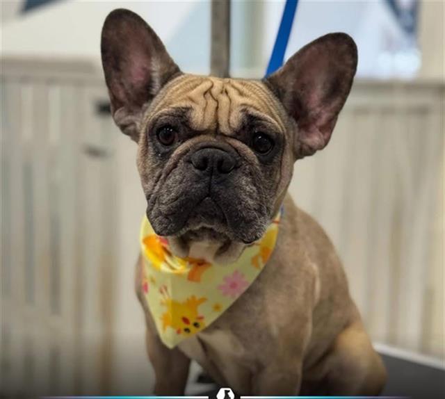 PetfindToronto's tweet photo. #LAKESHORE #MIMICO AVE Pls RT2unite #FOUND #DOG- 27-Mar-26 #Toronto Animal Services A1031171 #PUBLIC L & F 416-338-7297 FAWN BLK #FRENCHBULLDOG F/3Yr https://t.co/iHIY7z88wj