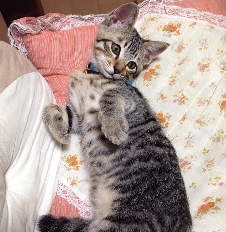 真・ねこ好き@NYANTIS所属 ゲーム実況と同時視聴 tweet media