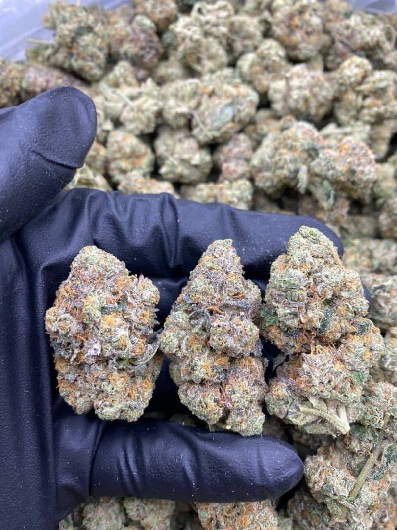 PerthWeedPkptu's tweet image. Buy weed in Perth Australia Sydney Newcastle weed buy in shops Brisbane Coke Cairns weed Melbourne City drops buy vapes in Adelaide Dubbo Geelong weed Gold Coast buds shrooms Darwin London weed Coke Port Adelaide Hervey Bay kush edibles dexies Townsville Liverpool coke