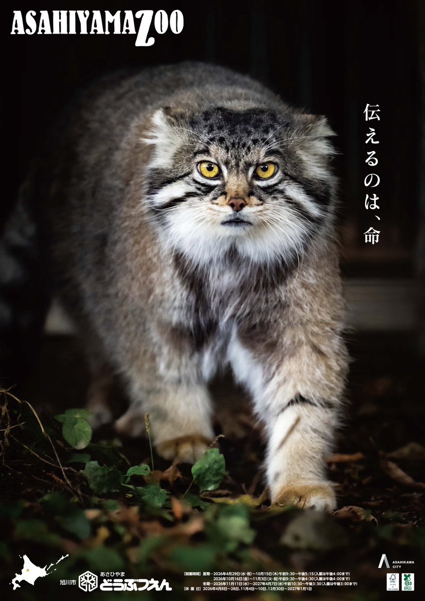 旭川市旭山動物園［公式］ tweet media