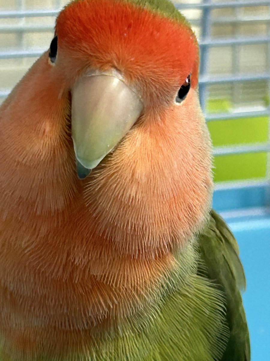 #ムチムチの鳥をミチミチに収める