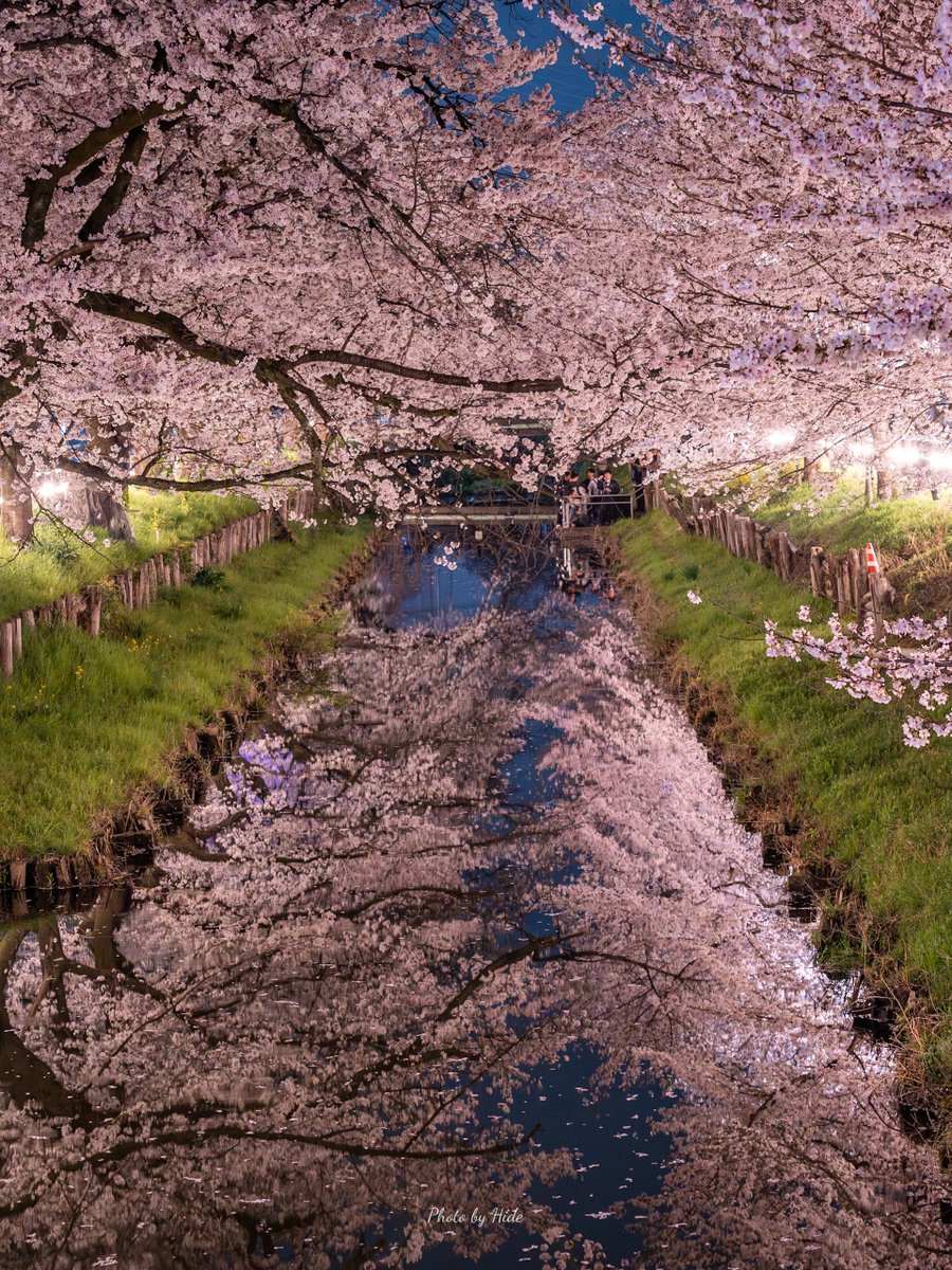 ひで猫 tweet media