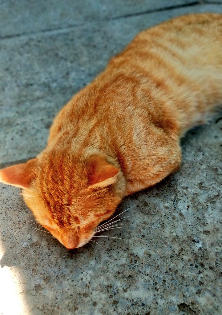 V𝖊𝖊 K𝖆𝖋𝖎 tweet media