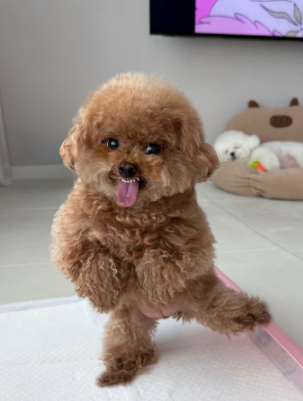 überschalll tweet media