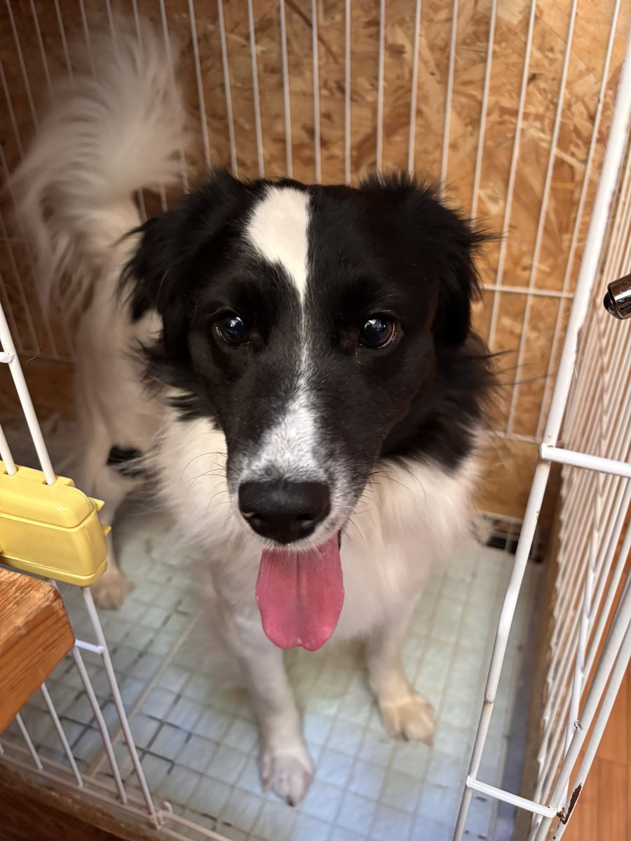 かむさん（羊蹄の浪人） tweet media