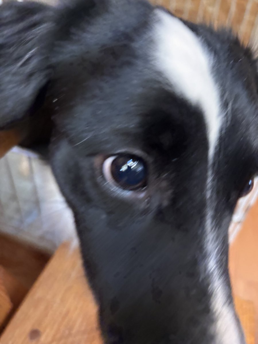 かむさん（羊蹄の浪人） tweet media