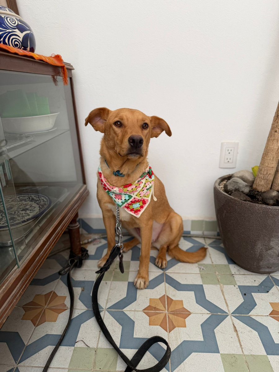 𝙷𝚎𝚕𝚊 𝙼𝚘𝚛𝚎 🐶 tweet media