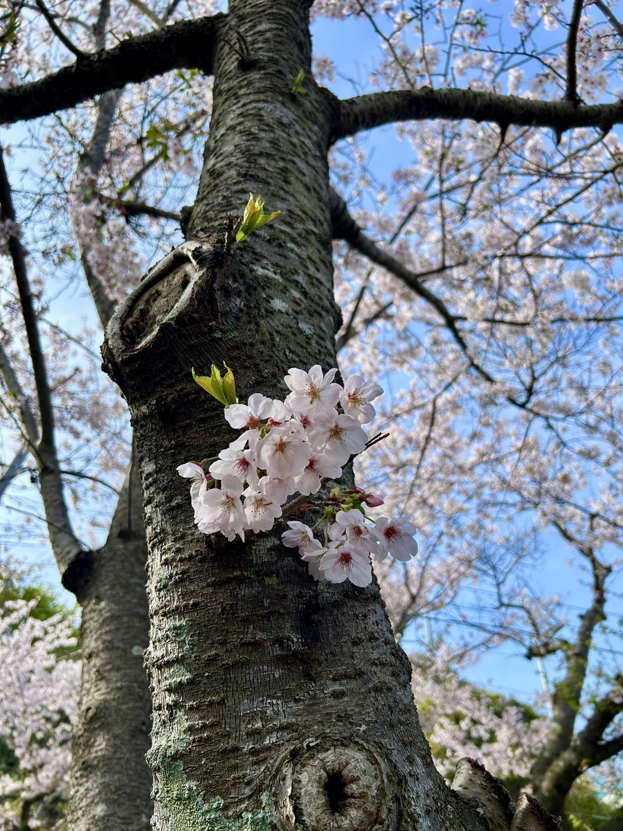 oyajipowers's tweet image. 春っすね🌸
つかの間の晴れ間でも嬉しいなぁ…桜の体内時計って正確すぎて脱毛、いや、脱帽っす😗　#springhascome #cherryblossom🌸 #桜っていいね
