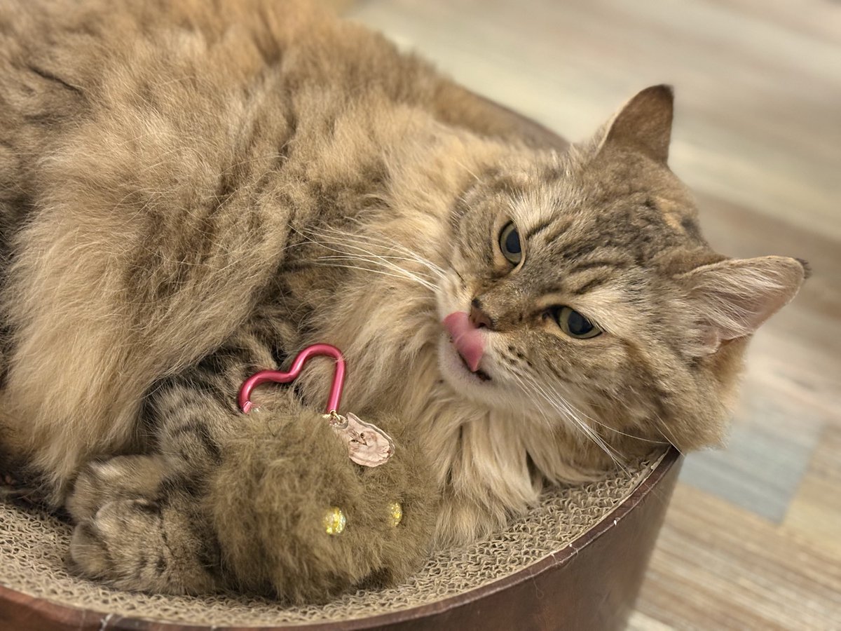 ななみ tweet media