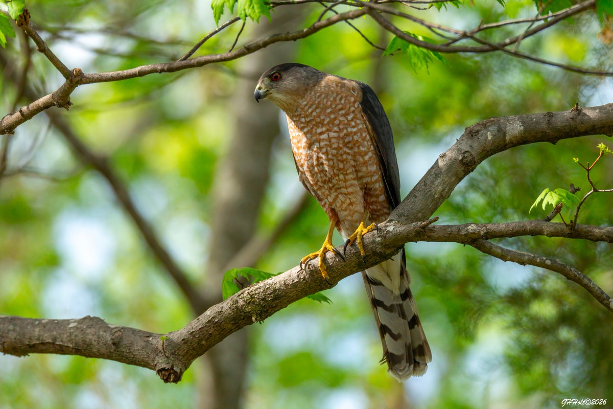ghholt's tweet image. A Coopers Hawk on the hunt in the late afternoon sunlight.
#Coopershawk 
#TwitterNatureCommunity